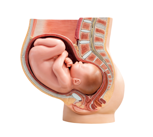 Pregnancy-Related Changes to the Spine